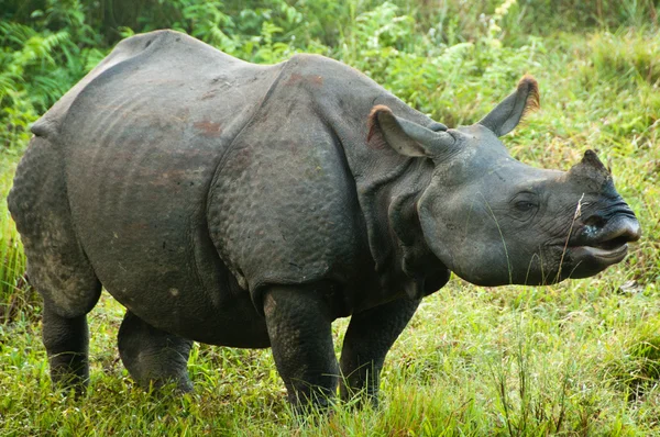 Indisk noshörning - chitwan np, nepal — Stockfoto