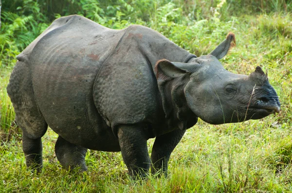 Rinoceronte indiano - Chitwan NP, Nepal — Foto Stock