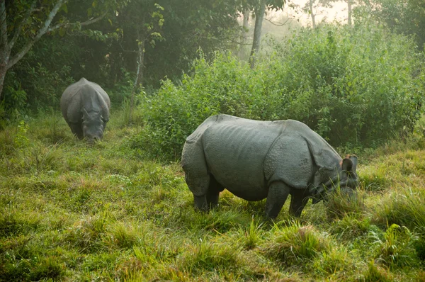 Rhinocéros d'Inde - Chitwan NP, Népal — Photo