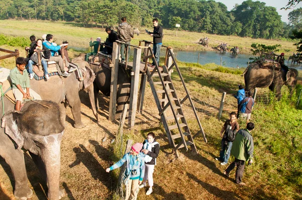 Elefante - Chitwan NP, Nepal — Foto Stock