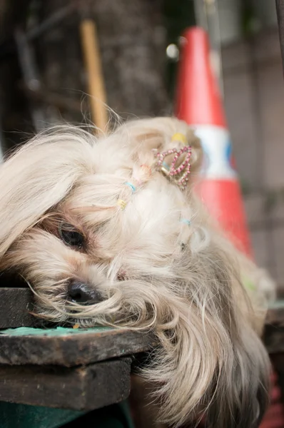 Perro en Bangkok — Foto de Stock