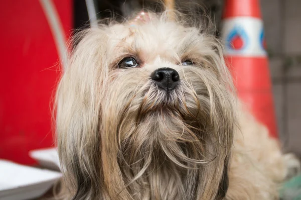 バンコクでの犬 — ストック写真