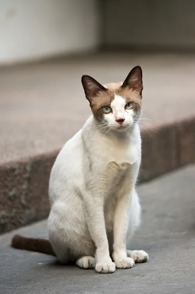 Kočka na ulici, bangkok — Stock fotografie