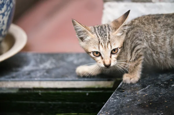 Kočka na ulici, bangkok — Stock fotografie