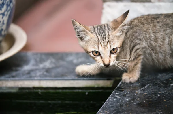 Kat op straat, bangkok — Stockfoto