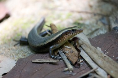kertenkele - khao sok n.p.