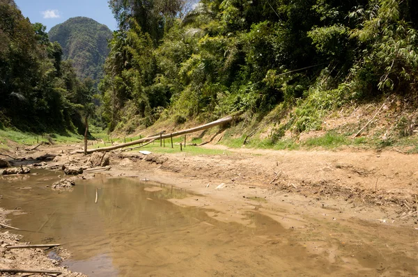 Khao Sok N.P. . — Fotografia de Stock