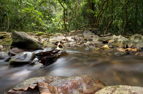 Khao Sok N.P. . — Fotografia de Stock