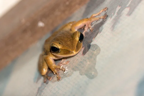 Frog - khao sok Norberg. — Stockfoto