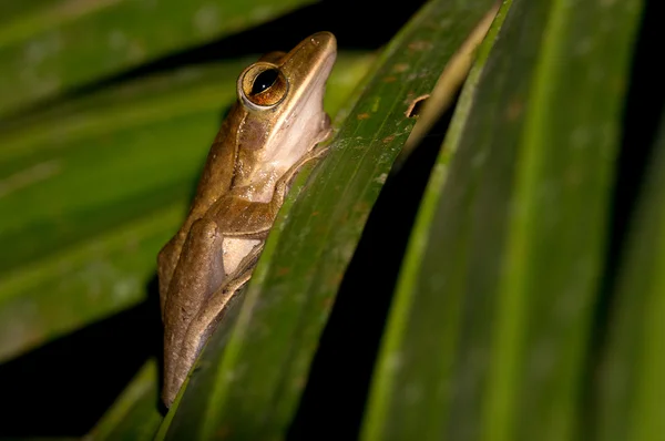 개구리-카오 쏙 n.p. — 스톡 사진