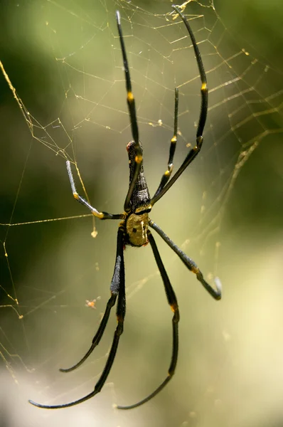 Örümcek - khao sok n.p. — Stok fotoğraf