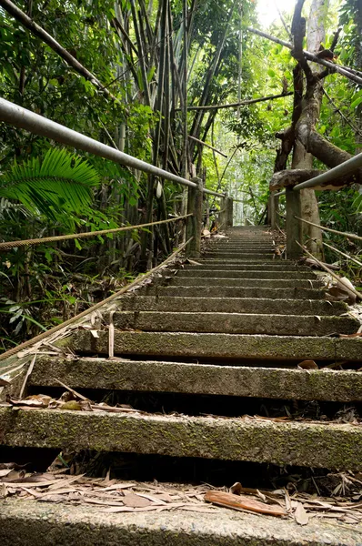 Khao Sok N.P. . — Fotografia de Stock