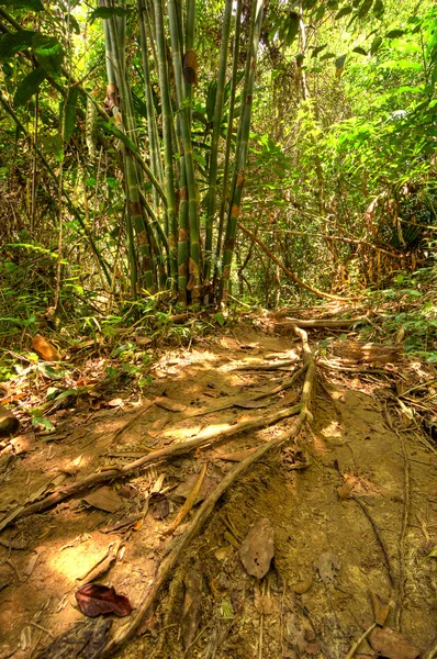 Khao Sok N.P. — Zdjęcie stockowe