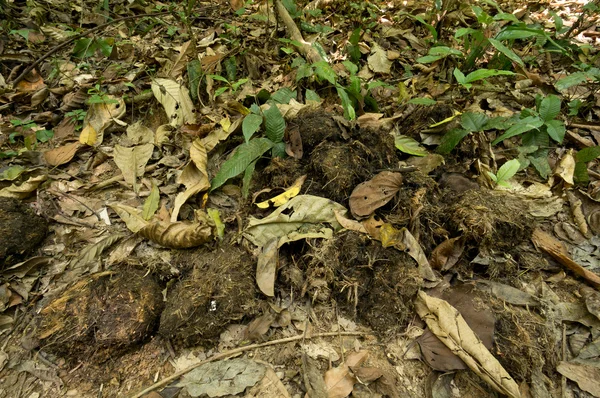 Khao Sok N.P. . —  Fotos de Stock