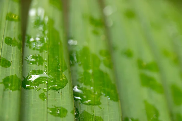 Khao Sok N.P. — Stock Photo, Image