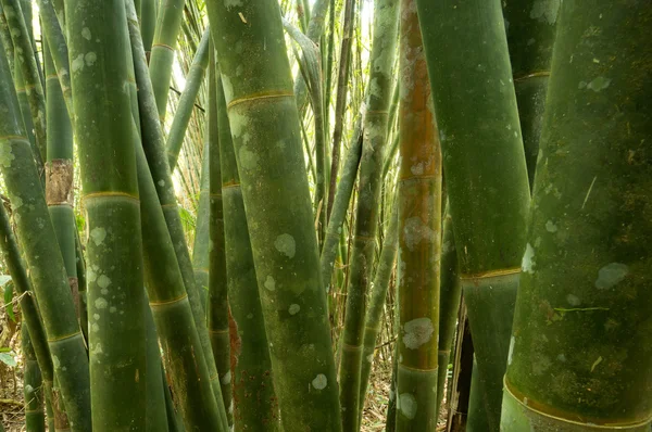 Bambu - Khao Sok N.P. . — Fotografia de Stock