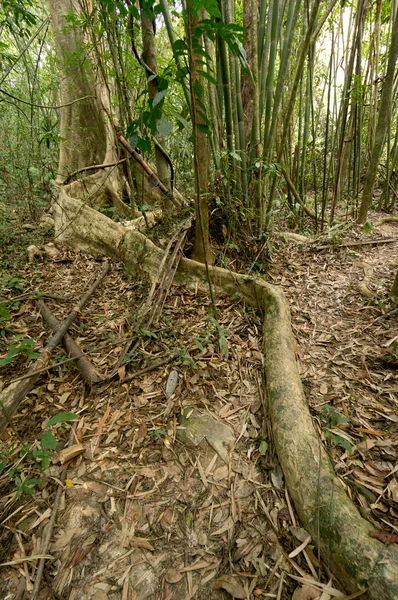 Khao Sok N.P. . — Fotografia de Stock