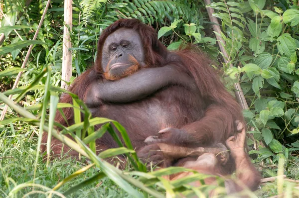 红毛猩猩-马来西亚 — 图库照片