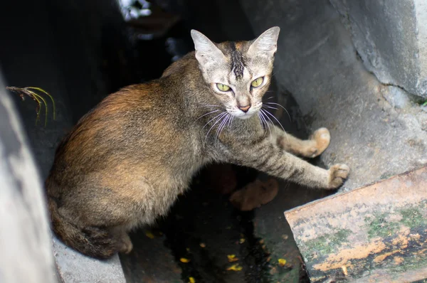 Penang,Malaysia — Stock Photo, Image