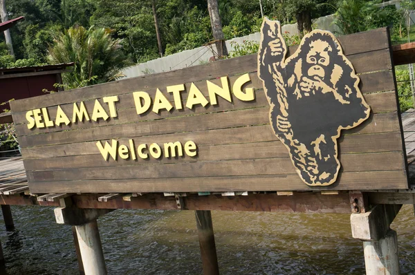 Santuario di Orangutan Malesia — Foto Stock