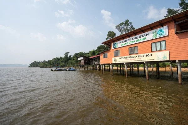 Orangutan Sanctuary - Malaysia — Stock Photo, Image