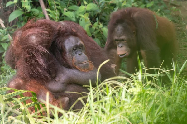 Orangutan Malesia — Foto Stock