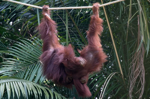 Orangutan Malesia — Foto Stock