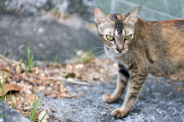 Penang, Malajsie — Stock fotografie