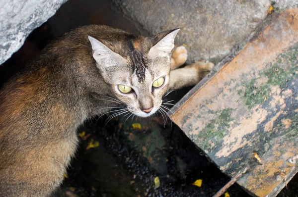 Penang, Maleisië — Stockfoto