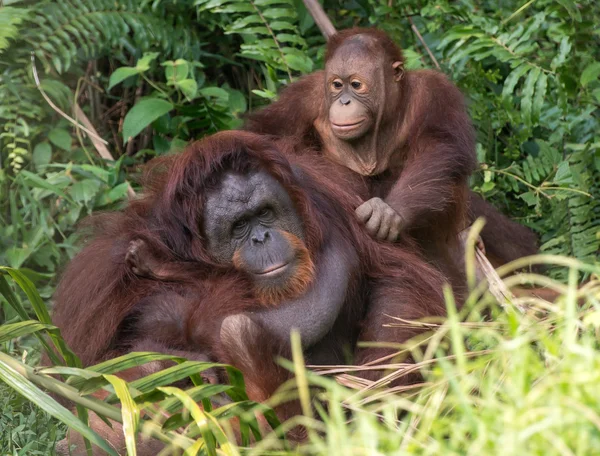 Orangutan Malesia — Foto Stock