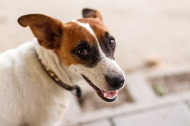 köpek katima mulio - Namibya