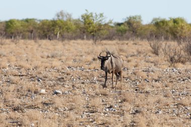 wilderbeest - etkin safari park Namibya