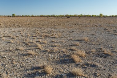 etkin safari park Namibya