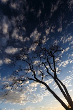 etkin safari park Namibya