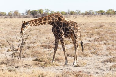zürafa - etkin safari park Namibya