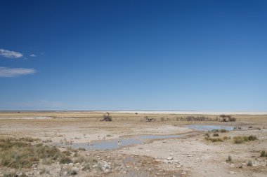 Zebra - etkin, Namibya