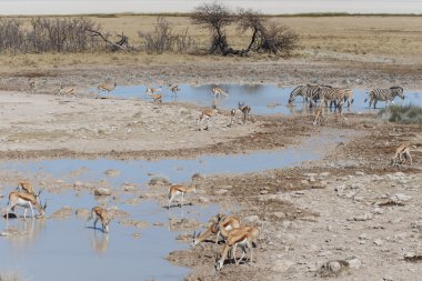 Zebra - etkin, Namibya