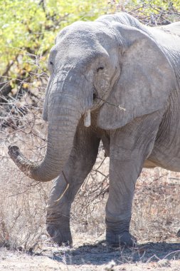 öfkeli fil - etkin safari park Namibya