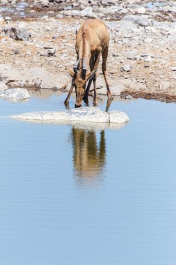 etkin safari park Namibya