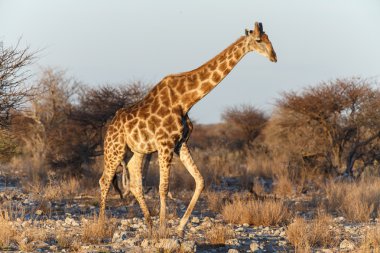 zürafa - etkin safari park Namibya