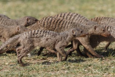 şeritli mongoose - etkin safari park Namibya