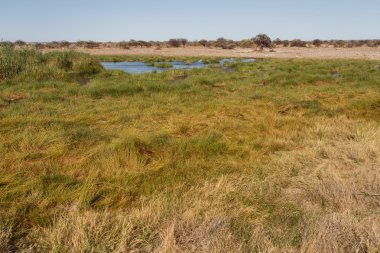 etkin safari park Namibya