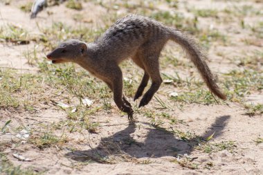 şeritli mongoose - etkin safari park Namibya