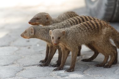 şeritli mongoose - etkin safari park Namibya