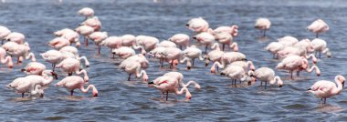 Flamingo - Namibya