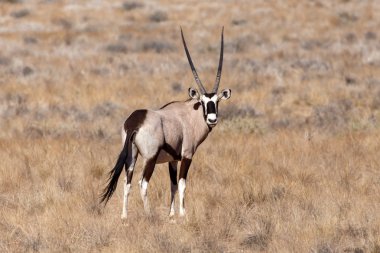 in sossusvlei, Namibya Afrika antilobu
