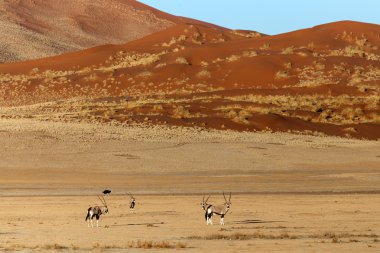 in sossusvlei, Namibya Afrika antilobu