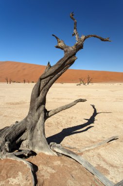 ölü vlei - sossusvlei, Namibya