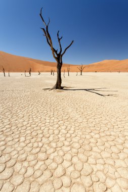 ölü vlei - sossusvlei, Namibya
