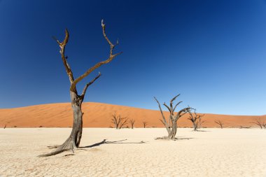 ölü vlei - sossusvlei, Namibya